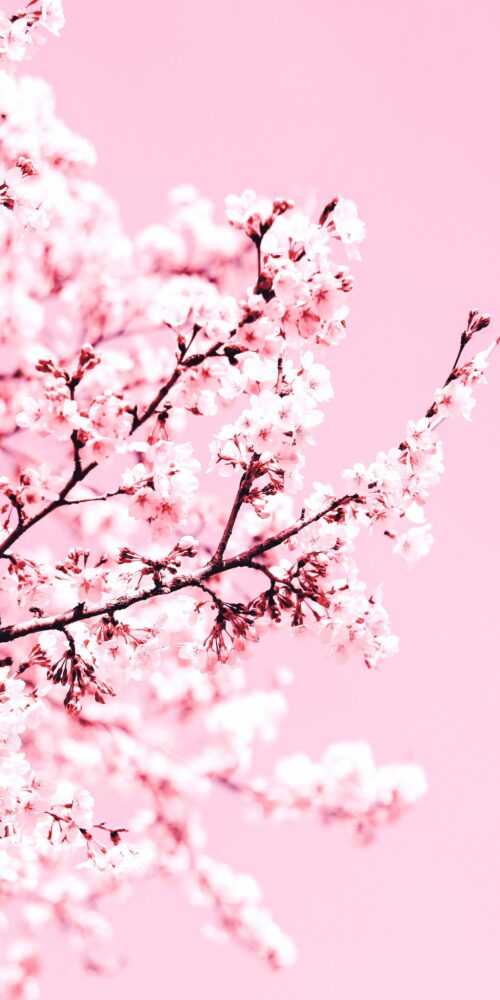 Cherry Blossom Wallpaper