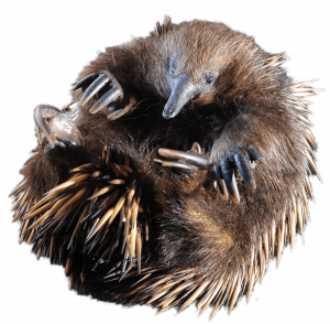 Echidna PNG Image PNG Mart