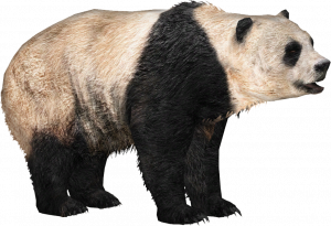 Giant Panda PNG PNG Mart