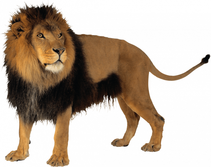 xquartz download lion