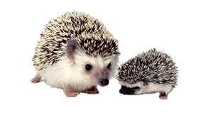 Hedgehog Transparent Background