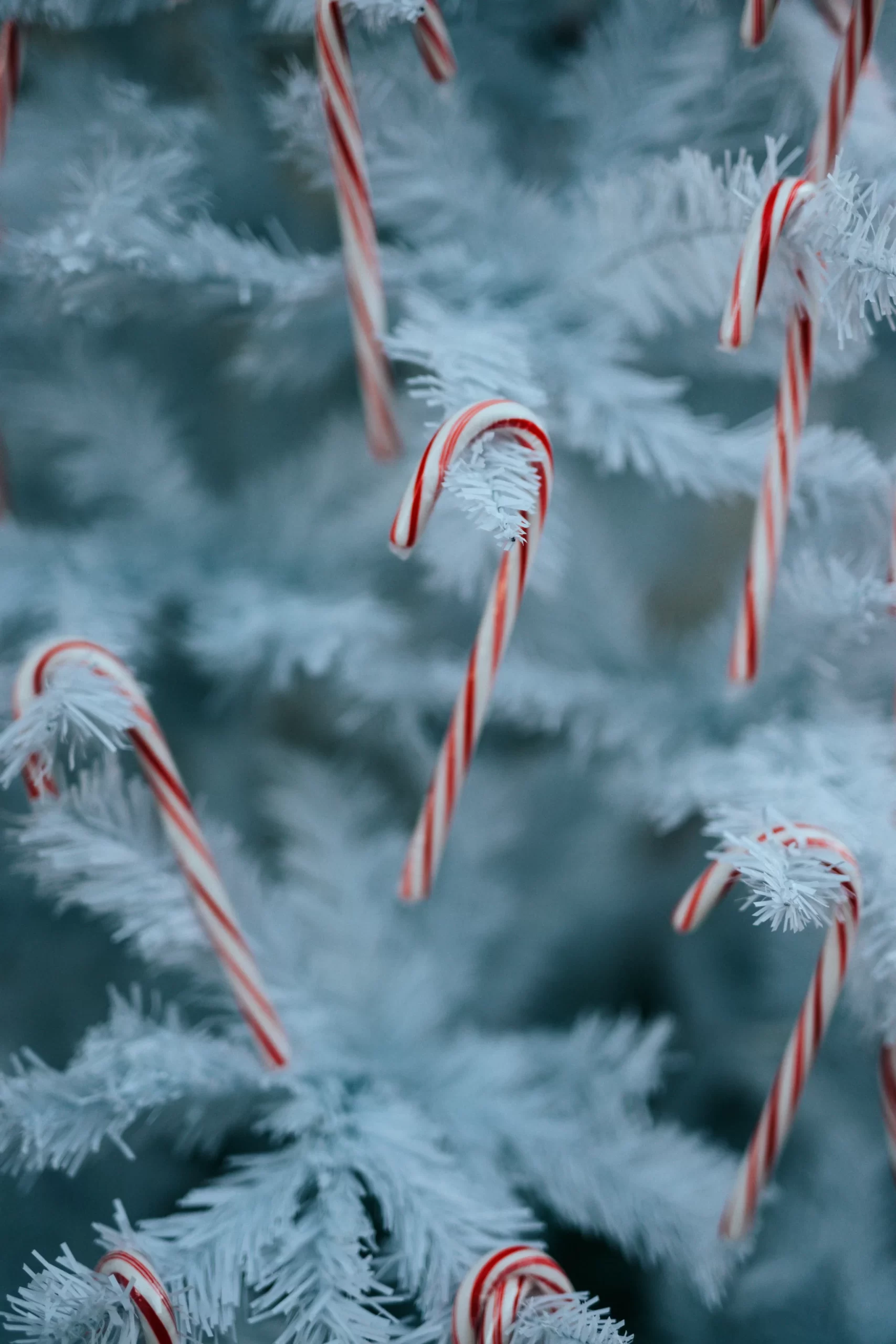 iPhone Christmas Wallpaper Candy Cane scaled.webp